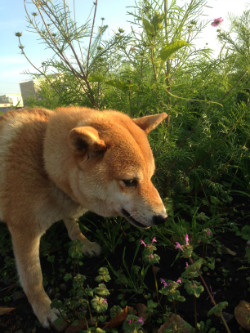 朝のお散歩で