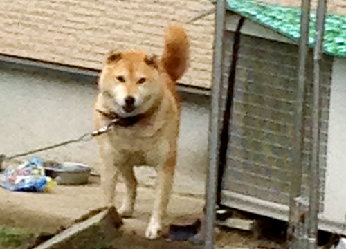 見上げる柴犬