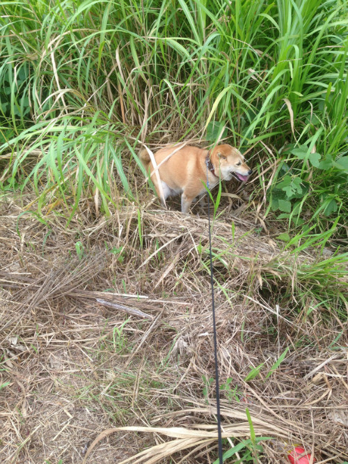 柴犬